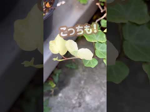 アイビーは木に悪いですか？カットすべきでしょうか？  庭園