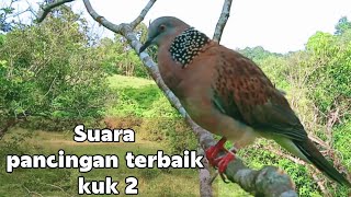 Download lagu Suara Tekukur besar  kuk 2 Naik Ranting..Full Gacor ... mp3
