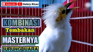 Download lagu kombinasi suara full isian - jalak putih gacor terbaik masteran burung juara mp3