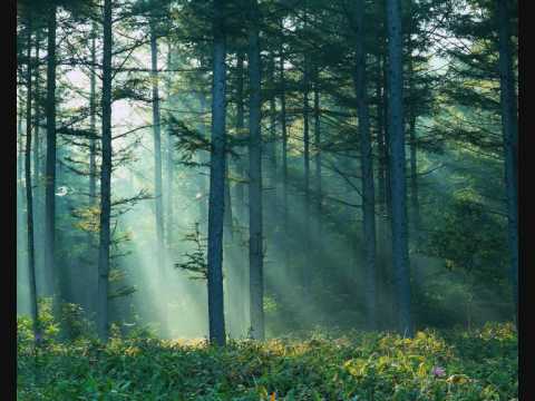 The Tolkien Ensemble-The Ent And The Entwife