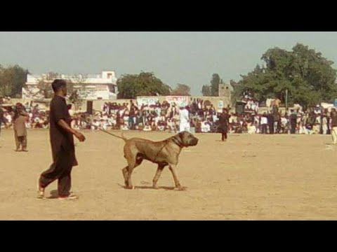Bully dog history Great dog Naam betal Badmash ||
