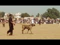 Bully Dog History Great Dog Naam Betal Badmash
