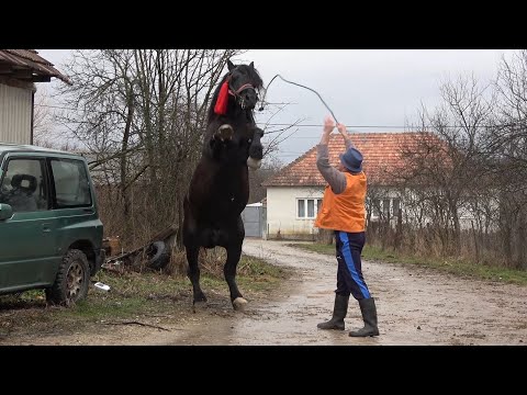 Caii lui Mita de la Albesti, Bihor - 2020 Nou!!!