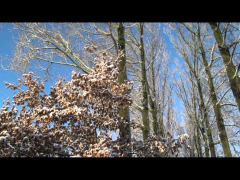 Lembeke in de sneeuw.mpg