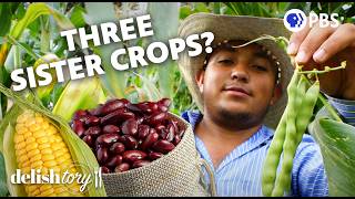 Download lagu What Are The Three Sister Crops? | Delishtory mp3 Download lagu What Are The Three Sister Crops? | Delishtory mp3