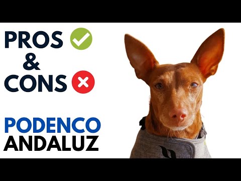 Podenco Andaluz Pros and Cons | Andalusian Warren Hound Advantages and Disadvantages