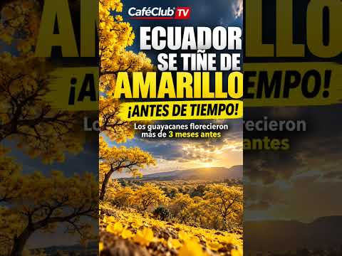 🌼🇪🇨 ECUADOR SE TIÑE DE AMARILLO… ¡ANTES DE TIEMPO!