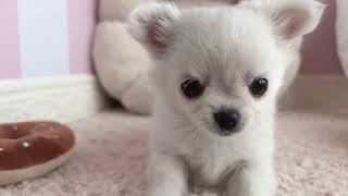 チワワ(ロング)の動画01