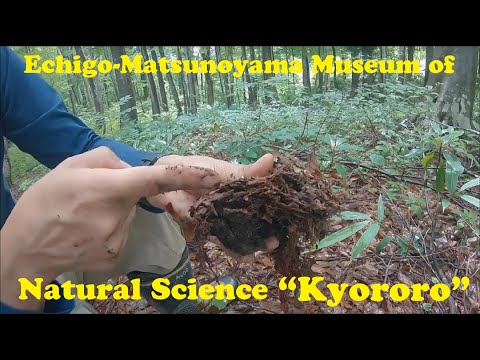 Echigo-Matsunoyama Museum of Natural Science “Kyororo”