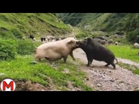 90 Craziest Animal Fights of All Time 2023