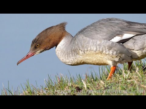 Goosander Mergus merganser hlas a zvuky