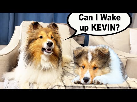 "Can I Wake up KEVIN?" 💤🐶❤️ a Biscuit Talky Compilation on Cricket the sheltie Chronicles e222