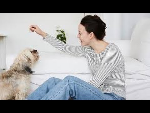 Everything you need to know about Dog Training