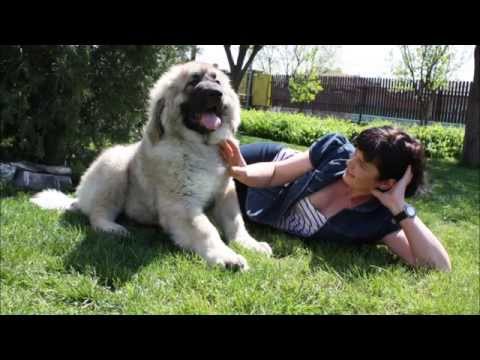 Ciobanesc Romanesc Carpatin - Mures si Alma de Dascalu 4 luni