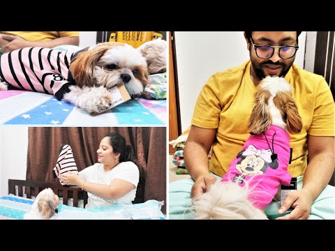 Puppies got new year gifts from daddy | New Year gift for puppies from daddy Video