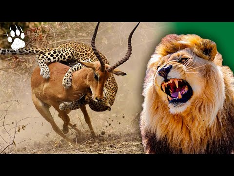 Les prédateurs d'Afrique - Icônes de la vie sauvage - documentaire animaux - HD - Amp