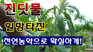 [텃밭농부. 1,047]  천연농약으로 진딧물을 일망타진 하는 방법. #복숭아재배 #진딧물방제.
