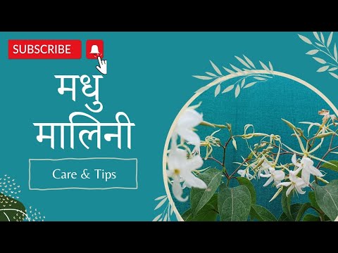 Madhu Malini || Star Jasmine #buxar #garden #plants #nature #flowers #gardening #aesthetic #fyp