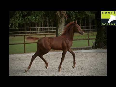 Blue Hors Zackerey X Den Haag