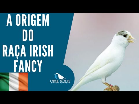 Raça IRISH FANCY  .