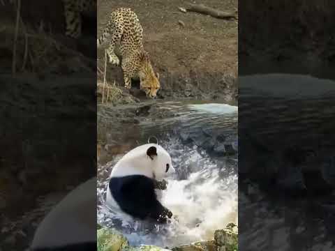 Panda In Wild Life National Park