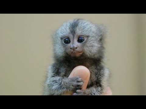 image-Do tiny monkeys make good pets?