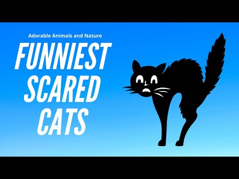 Funny Cats Scared of Random Things