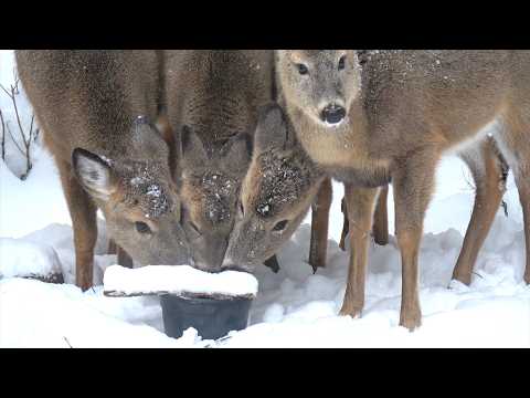 소금 맛보라고 새끼 사슴들 다 우리집에 보냄