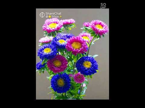 ❤viju ❤shahi ❤