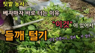 텃밭농사 들깨수확시기 들깨를 바로 터는 이유 봄부터 잎들깨를 키워 먹었는데 들깨가 많이 달려 아까워 수확을 …