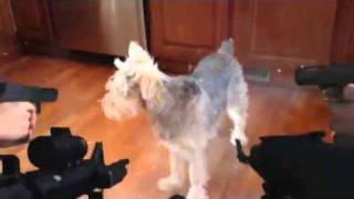 Don&#39;t shoot my dog