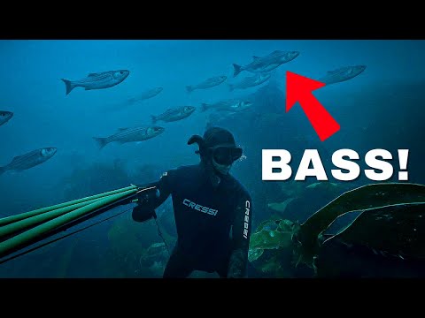 Hunting Sea Bass In Ireland! 3 Day Spearfishing Adventure!