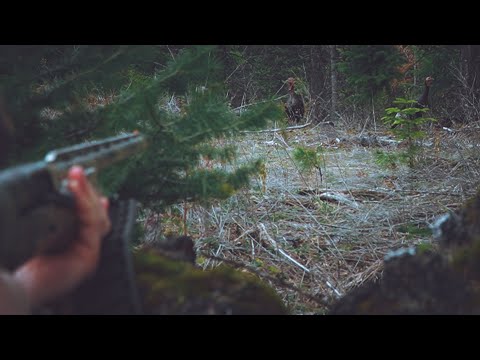 Mountain Girl Idaho Turkey Hunt 2022