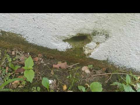 Pavement Ant Invasion in Neptune, NJ
