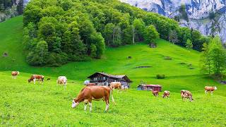 Deep Healing Music for Nervous System Reset - Reduce Stress, Anxiety & Calm Your Mind and Body #2