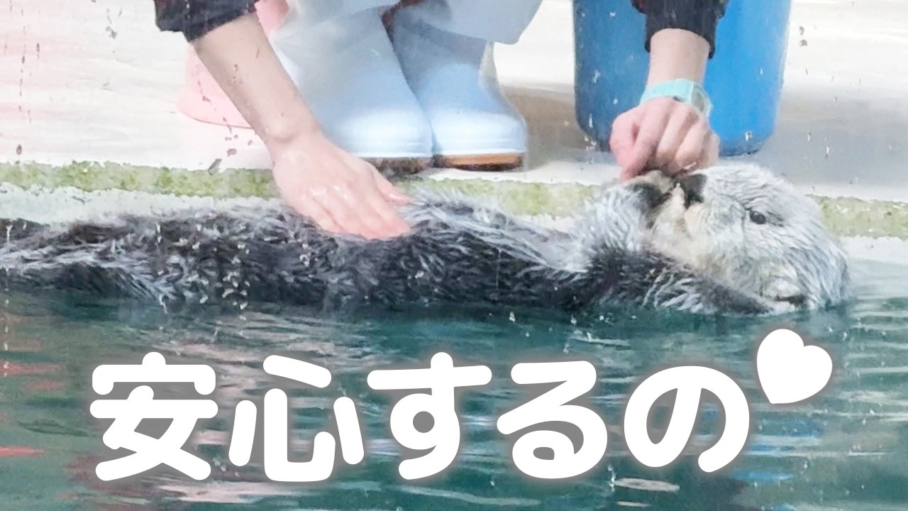 【鳥羽水族館】ラッコ🦦 お姉さんと手を繋ぐと魔法みたいに落ち着くキラちゃん