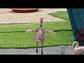 Little Flamingo Chick Spreading Its Wings Is Super Cute
