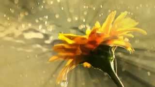 Download lagu Ярослав Никитин 'Вальс Дождя' - Nikitin 'Waltz in the Rain' mp3 Download lagu Ярослав Никитин 'Вальс Дождя' - Nikitin 'Waltz in the Rain' mp3