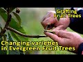 Grafting Fruit Trees | Changing varieties in Evergreen Fruit Trees | An example using Loquat Trees