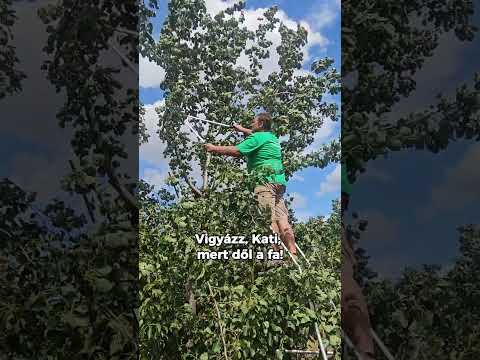 Árpával érő körte zöldmetszése