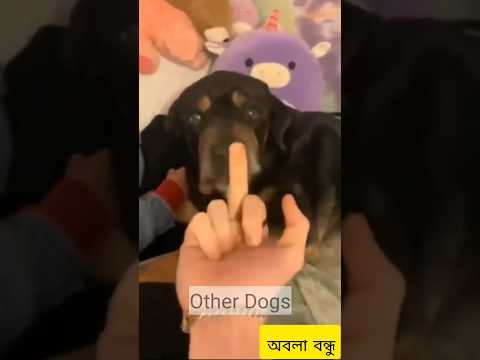 Indian Dog vs Other Dogs 🤯🤯 l Adopt Stray Dogs #shorts