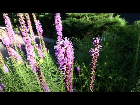 Liatris spicata