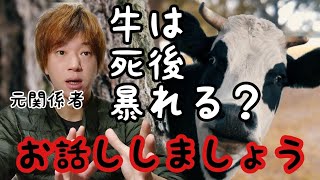 【屠殺場】牛は死後に暴れるって本当なのか元関係者が伝えます