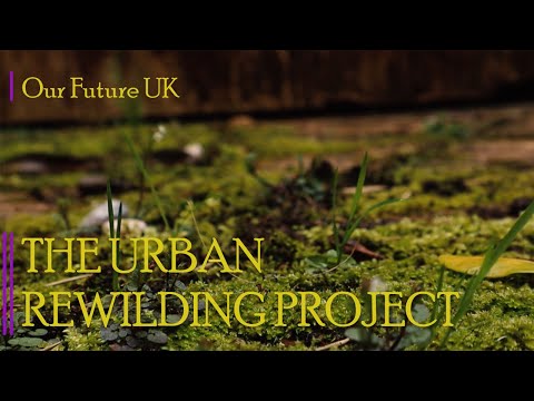 Bristol's Garden Rewilding Project [DOCUMENTARY]