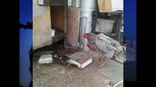 Download lagu iwan fals gadis tani ags mp3