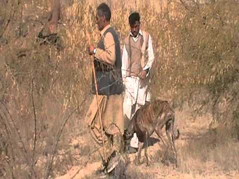 Mohib Banda mardan dog huntting part 08