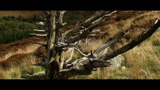 Music video thumbnail preview for La voie du milieu by Seven Reizh