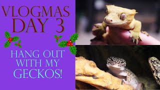 Vlogmas Day 3 | HANG OUT WITH MY GECKOS!