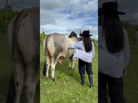 VAQUEIRA E TOURO GUZERÁ LF #shorts