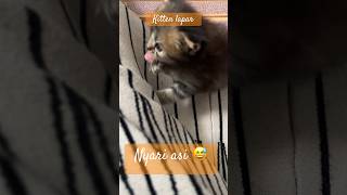 Download lagu Kittennya pengen nyusu sama emaknya,sampai rok dijilatin 😂🤣 #kucinglucu #kucingimut #kucingoren mp3